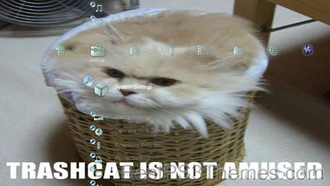 funnycatpics