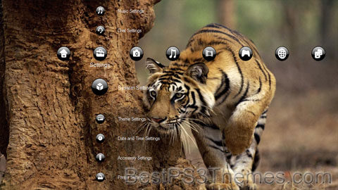 animals
