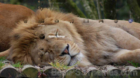 lions-7