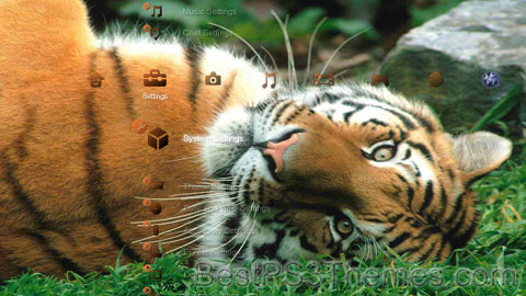 tiger-4